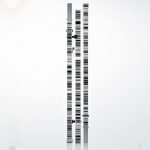 Mira de nivelación GKNL4M